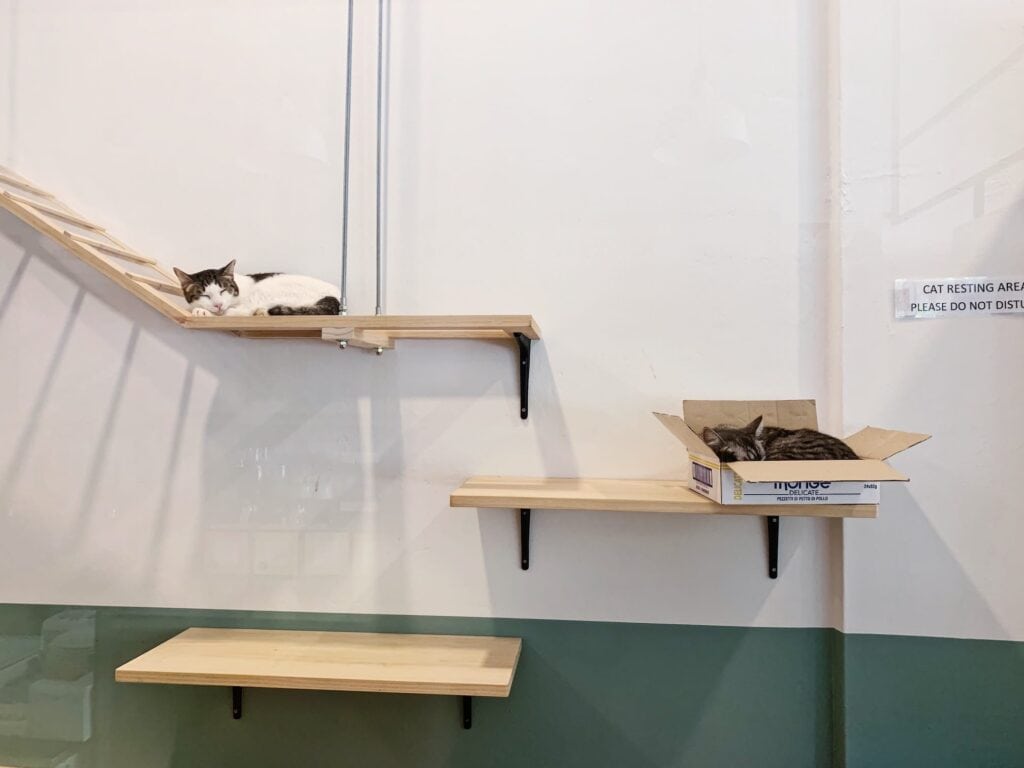 , Customer Case Study &#8211; Cat Cafe